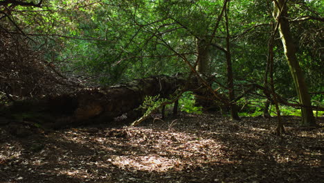 time lapse of a fallen silver birch tree, in the dark creepy woods