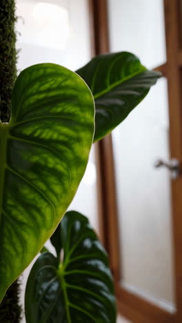 close-up of a vibrant green plant leaf