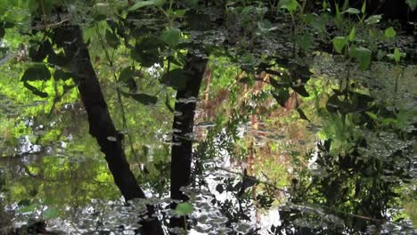 Reflejos-De-Un-Bosque-En-Un-Charco-De-Agua