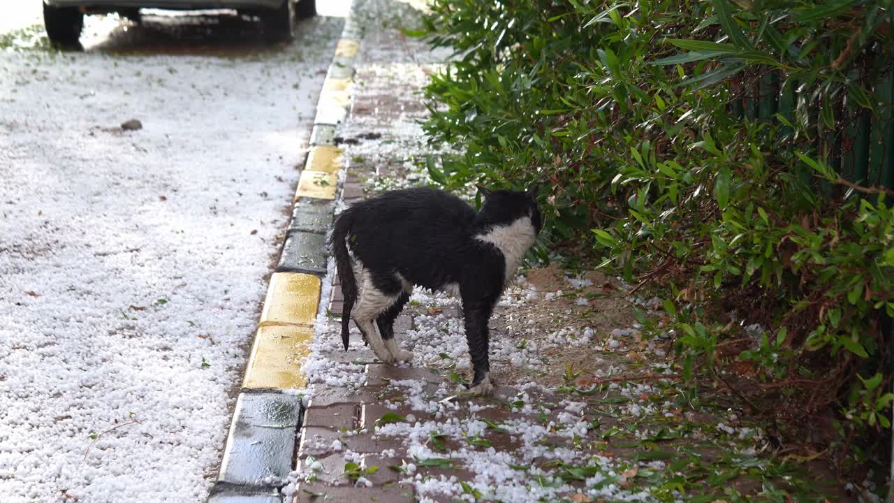 허르가다 에서 우박 폭풍 이 난 후 거리 에서 은 고양이