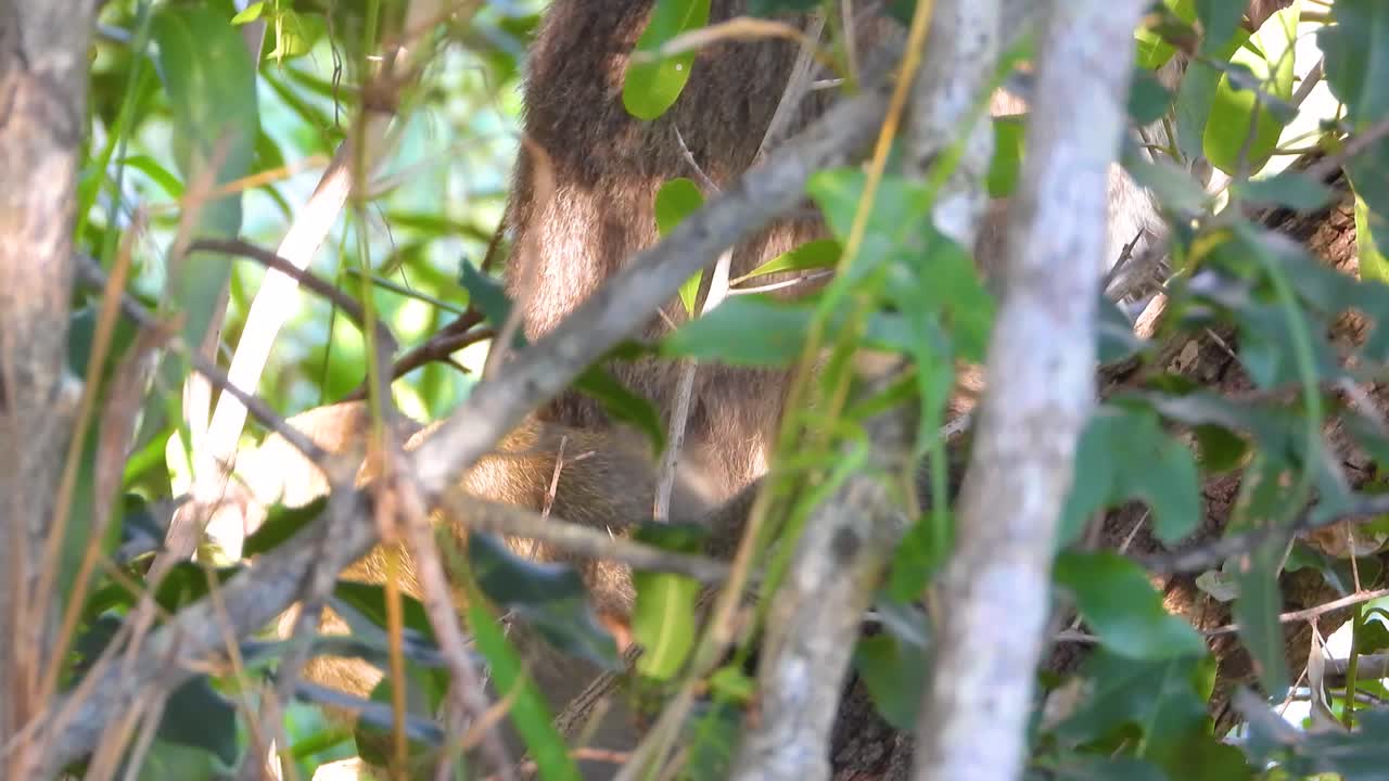 숲 속의 동물들