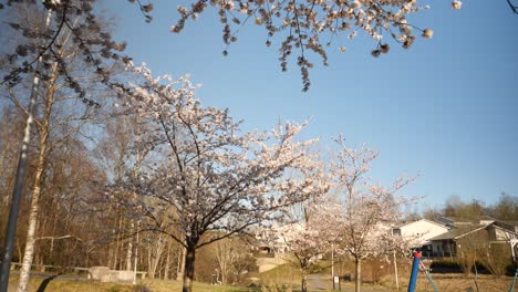 Una-Grabación-De-Inclinación-Dinámica-De-Un-Cerezo-Con-Flores-Blancas