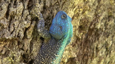 southern tree agama claws into the bark of a slanting tree