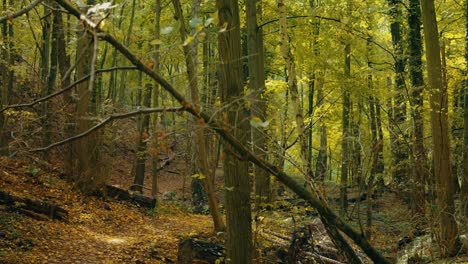 Bosque-Y-Lluvia-Durante-El-Día