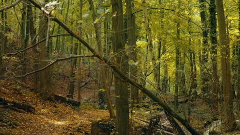 bosque y lluvia durante el día