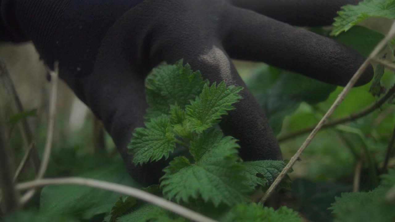 Gloved hand picking nettle in woods