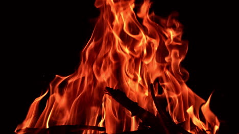 branches of wood burning in the big campfire. beautiful view of fire flames rising up. black backdrop.