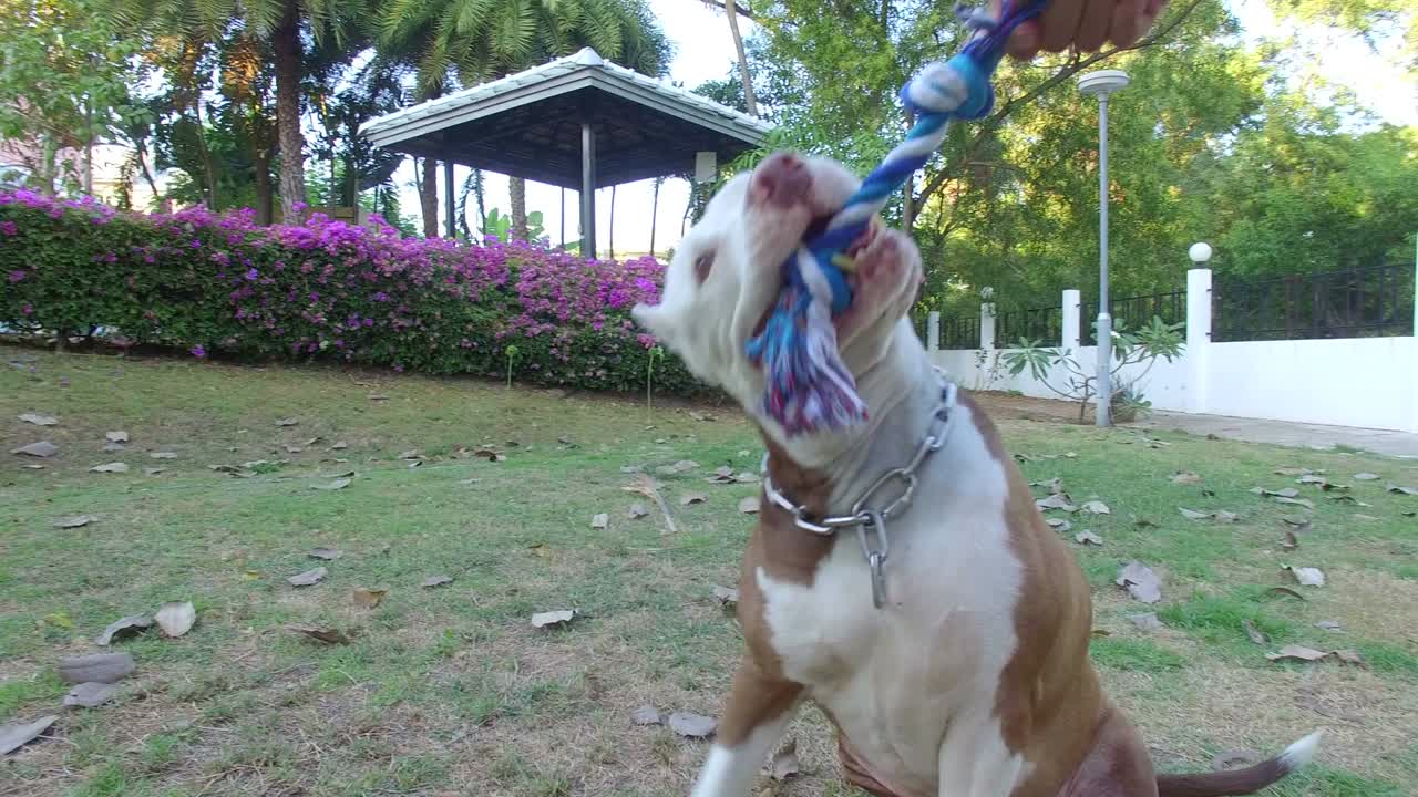 Cane pitbull