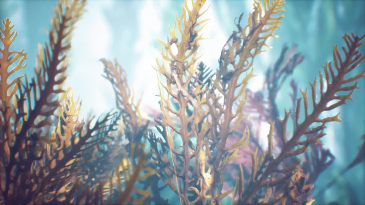 수중 열대 다채로운 부드럽고 단단한 산호 해양 풍경