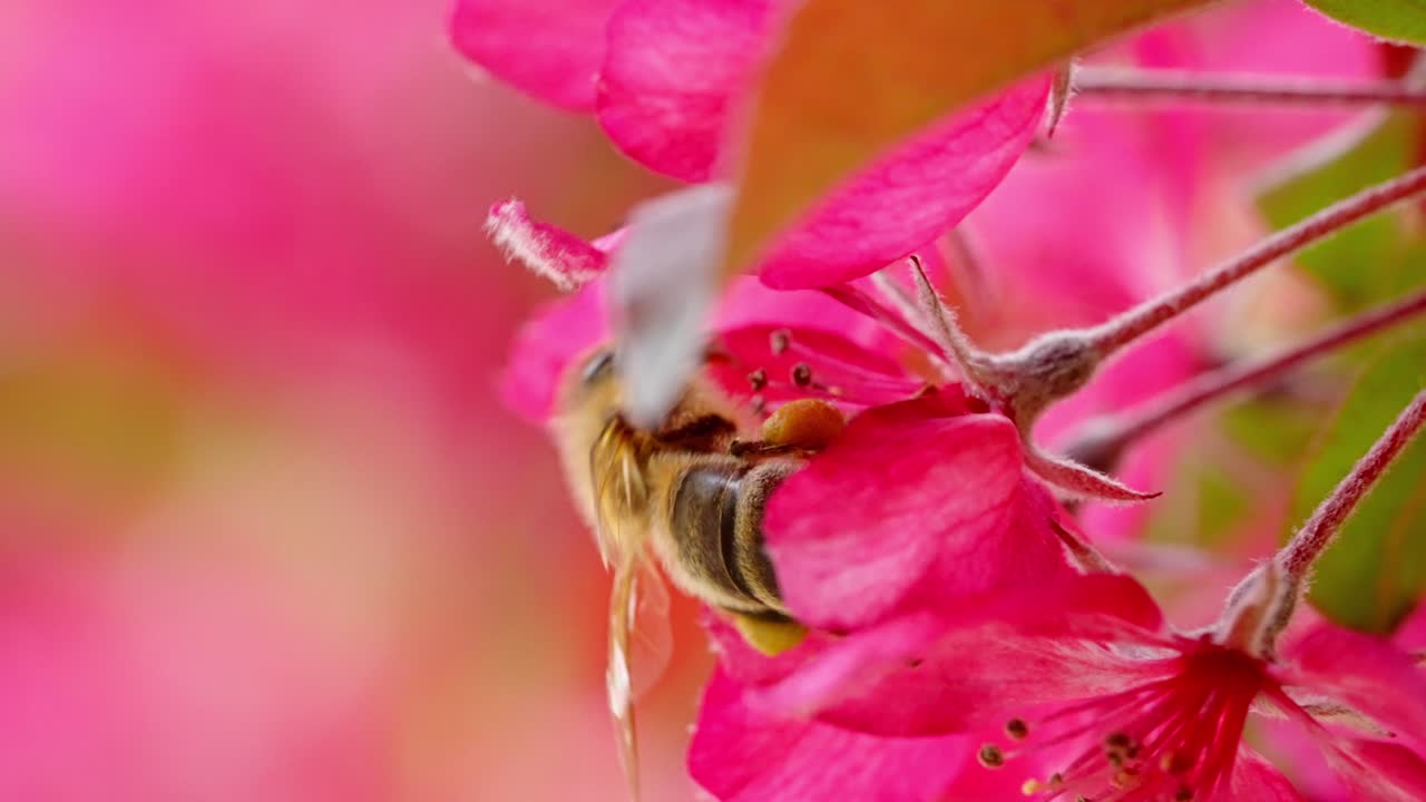 Closeup of honeybee landing on pink flower with pollen visible, spring daylight scene, slow motion macro closeup