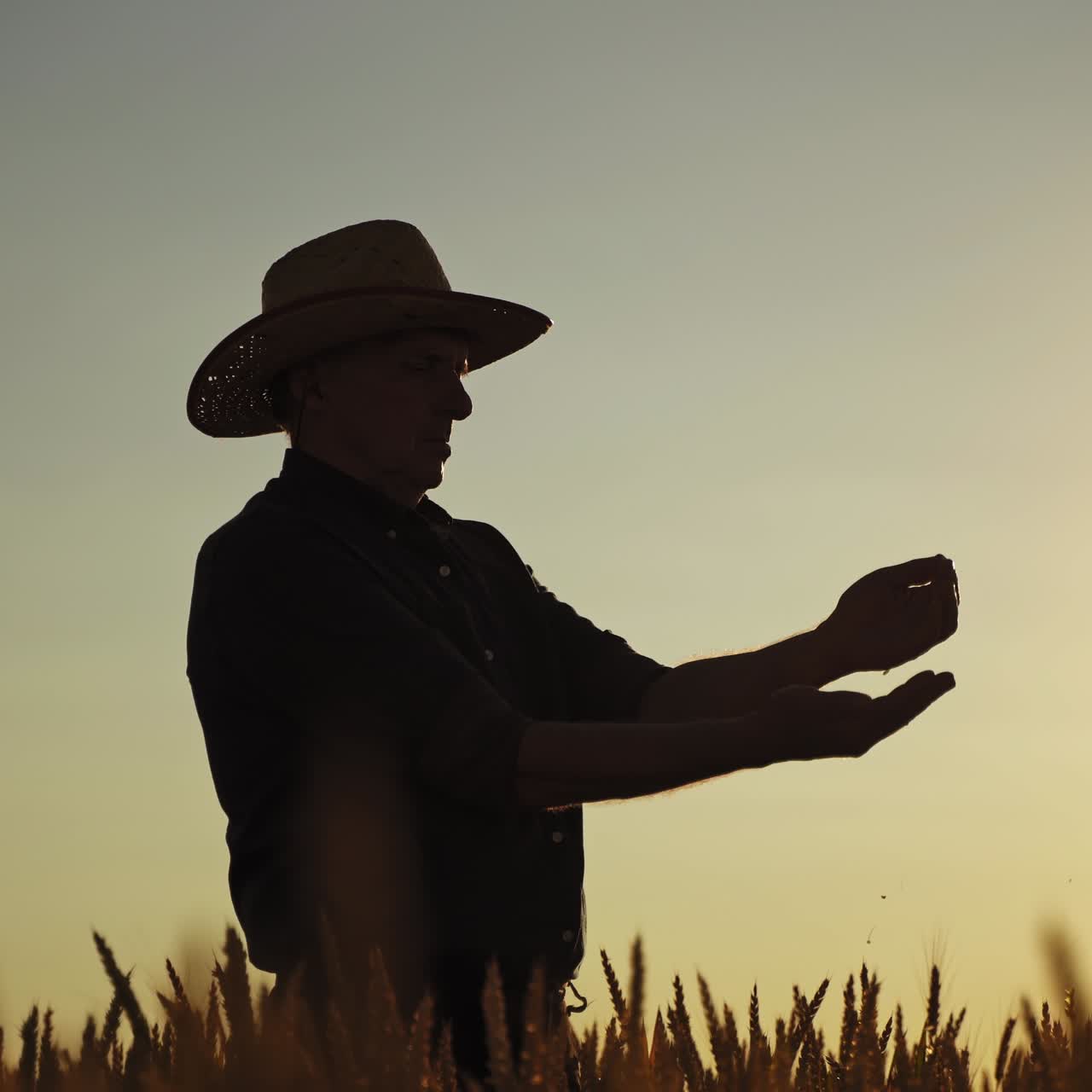 Silhouette of a farmer at sunset. Male agronomist in hat holding grains and analyzing ripeness in the field against the setting sun.