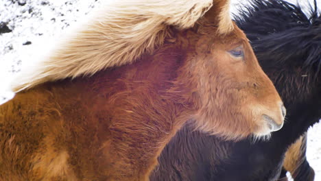 caballo islandés marrón en ambiente frío
