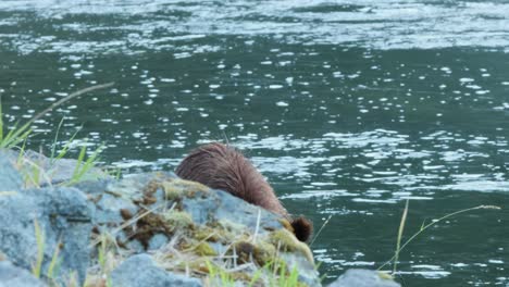 El-Oso-Grizzly-Peludo-A-La-Sombra-Come-Salmón-En-Rocky