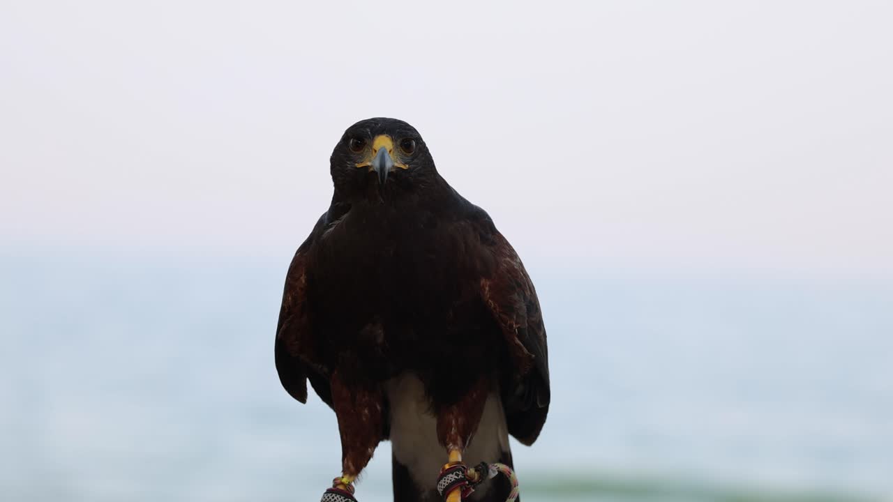 águila de pie quieto, observando el entorno con calma