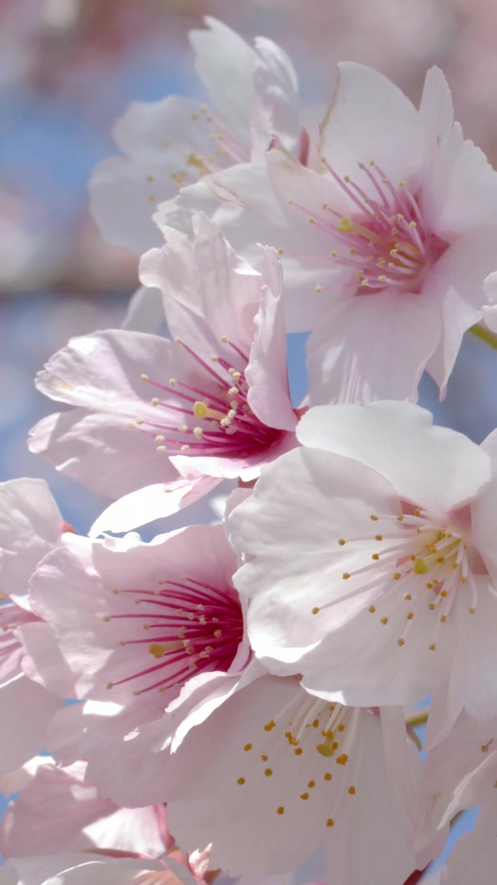 Scatti macro catturano fiori di ciliegio rosa su rami che ondeggiano dolcemente sotto la luminosa luce solare primaverile.