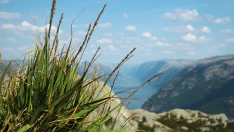 steady view of natural grass at preikestolen with lysefjord in the background in norway