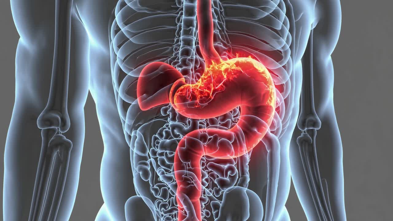 Fermo immagine di video di un torso umano con una vista trasparente degli organi interni, che evidenzia lo stomaco.