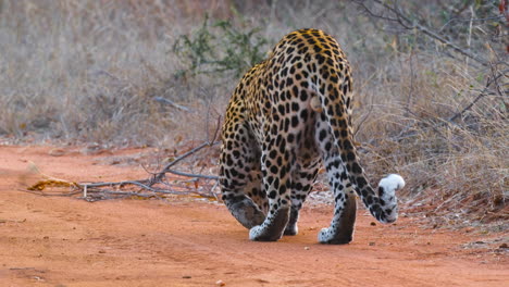 Rückansicht-Eines-Afrikanischen-Leoparden,-Der-Auf-Der-Straße-Läuft-Und-Schnüffelt