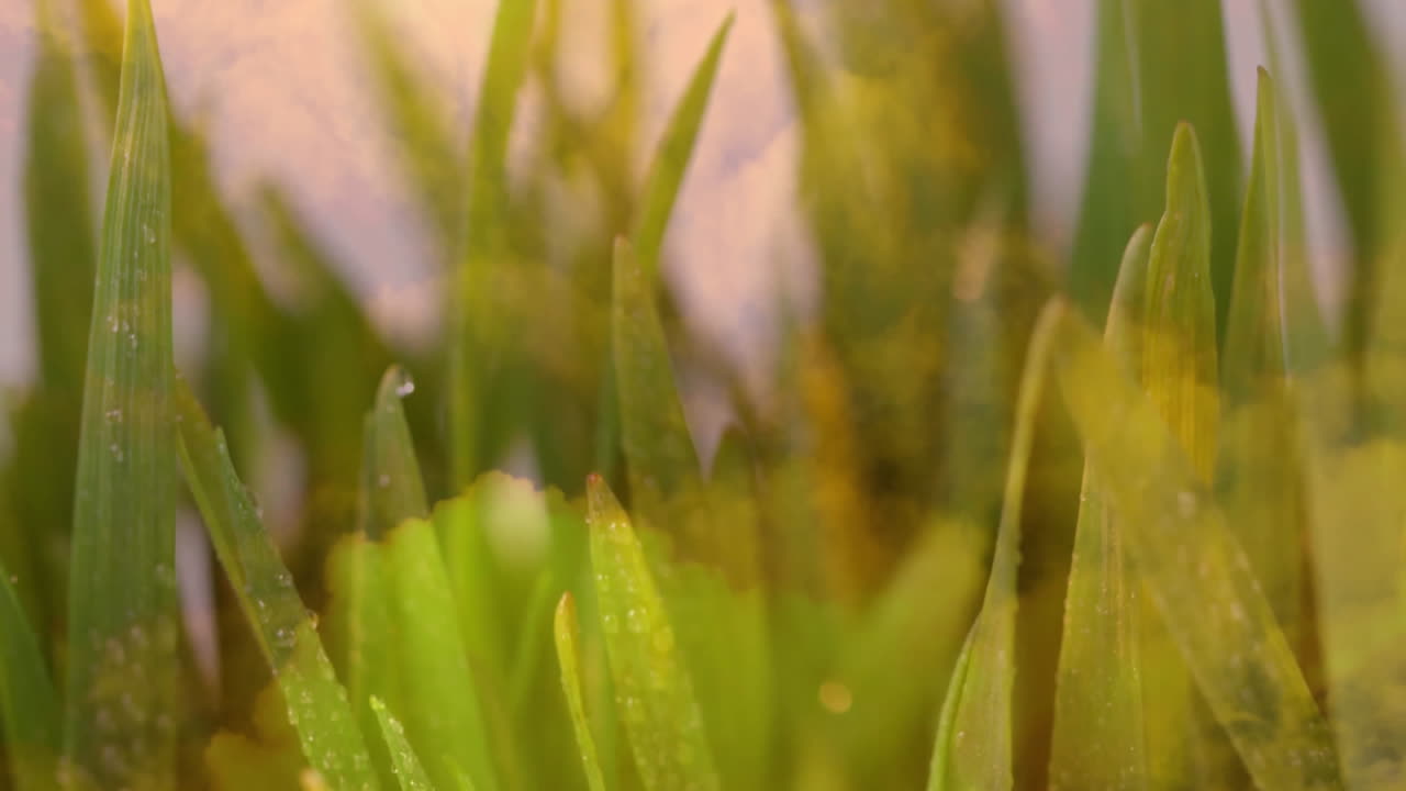 Dewdrops glistening on green grass blades in soft, warm morning light