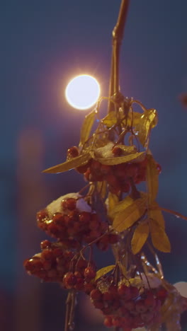 primer plano de una rama de árbol con bayas rojas y hojas de otoño iluminadas por la luz de la calle, con un camión borroso pasando en el fondo y edificios residenciales por la noche