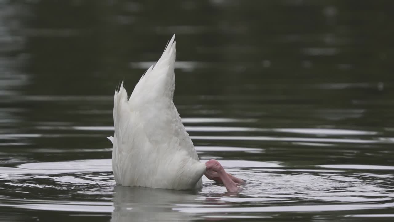 cerca de un cisne de cuello negro hundiendo su cuerpo bajo el agua mientras buscaba comida en un lago.