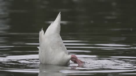 Cerca-De-Un-Cisne-De-Cuello-Negro-Que-Hunde-Su-Cuerpo-Bajo-El-Agua-Mientras-Busca-Comida-En-Un-Lago