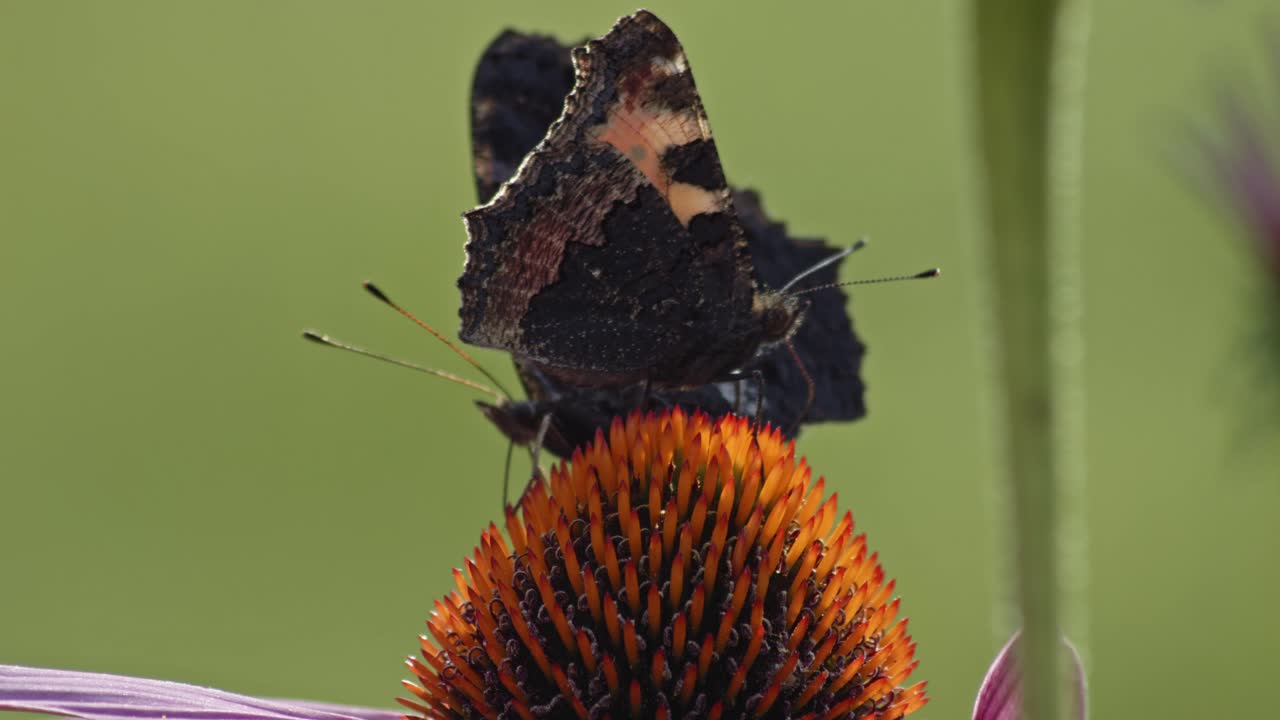 봄철에 보라색 콘플라워에 앉은 작은 대모갑의 매크로