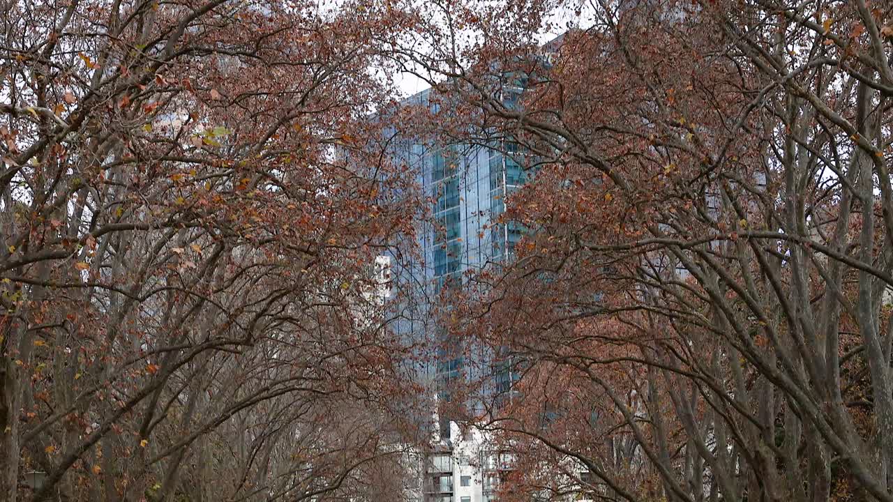 árboles derramando hojas en un parque de la ciudad