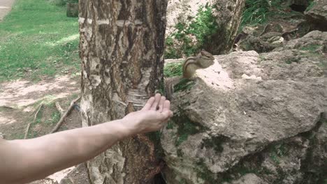 un joven en el bosque alimenta a la ardilla con semillas de sus manos luego la ardilla huye