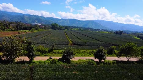 clip de dron de una motocicleta que pasa por una plantación