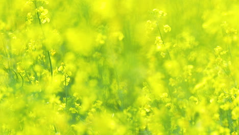 A-blurred-image-capturing-the-essence-of-a-field-full-of-yellow-flowers,-with-the-flowers-blending-into-a-sea-of-yellow