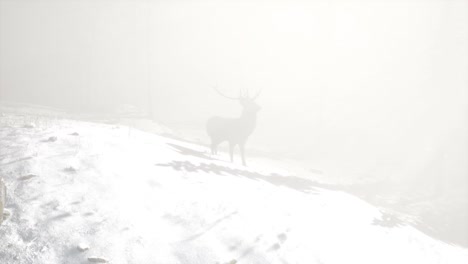 proud noble deer male in winter snow forest