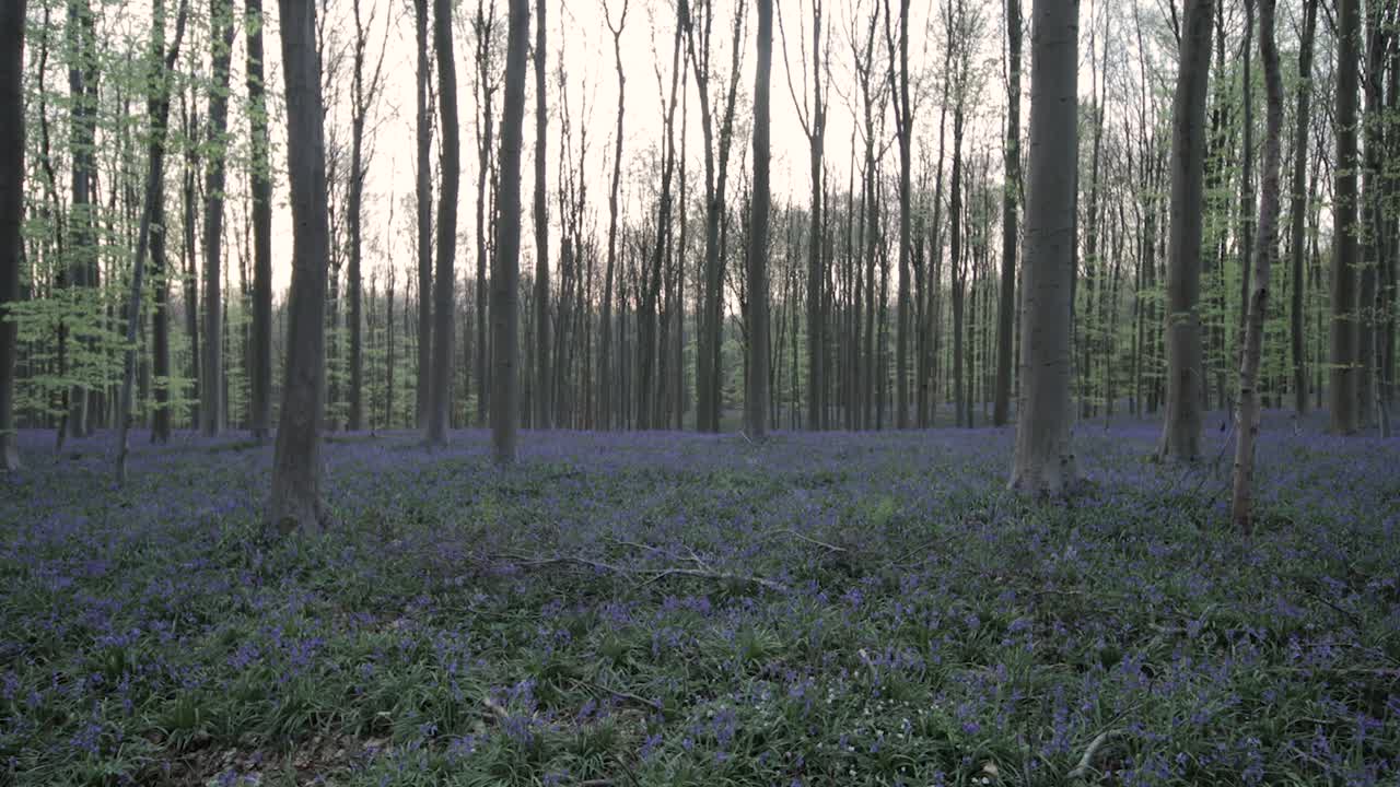Walking through a magical bluebells forest with breathtaking blue flowers during sunset
