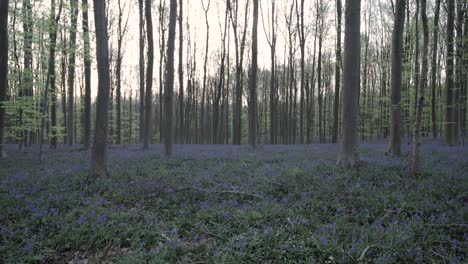 Walking through a magical bluebells forest with breathtaking blue flowers during sunset