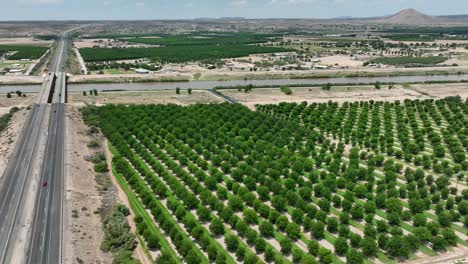 Vista-Aérea-De-Exuberantes-Huertos-De-Nueces-Pecanas-En-Las-Cruces,-Nuevo-México