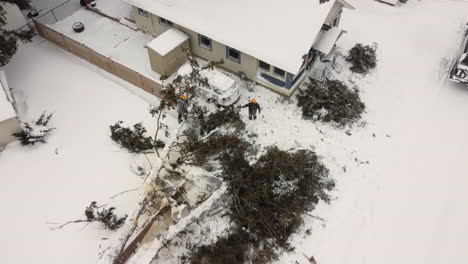 Tree-collapsed-after-a-snow-storm-in-Canada---aerial-view