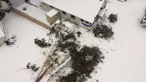 tree collapsed after a snow storm in canada - aerial view