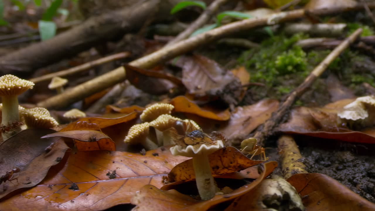Close-up of Mushrooms and Insects on a Woodland Floor