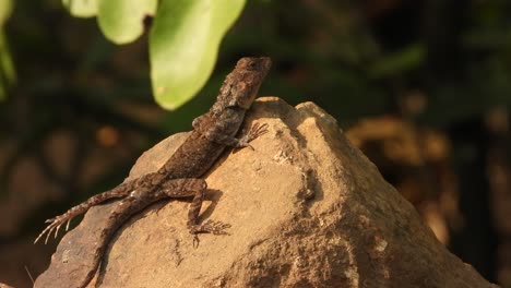 lizard relaxing on rock. skin