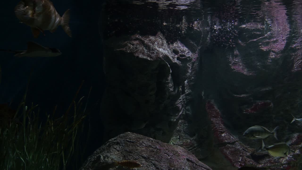 peces nadando en un acuario diferente