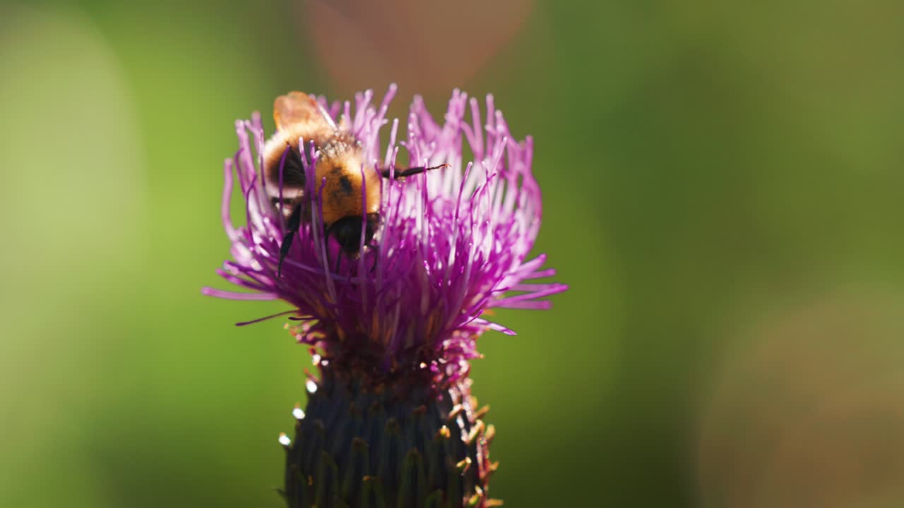 un primer plano de un abejorro recogiendo néctar y polen en la flor de cardo en flor