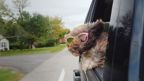 el perro mira por la ventana del auto en movimiento en el espejo retrovisor puedes ver al conductor p