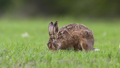 hare grazing on grassland