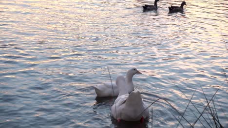 telese - pato y cisne en un lago al atardecer