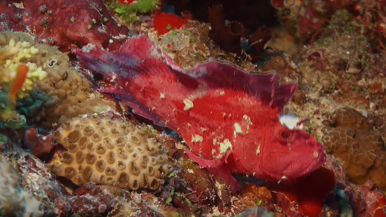 pez escorpión de hoja rosa nadando sobre el arrecife de coral