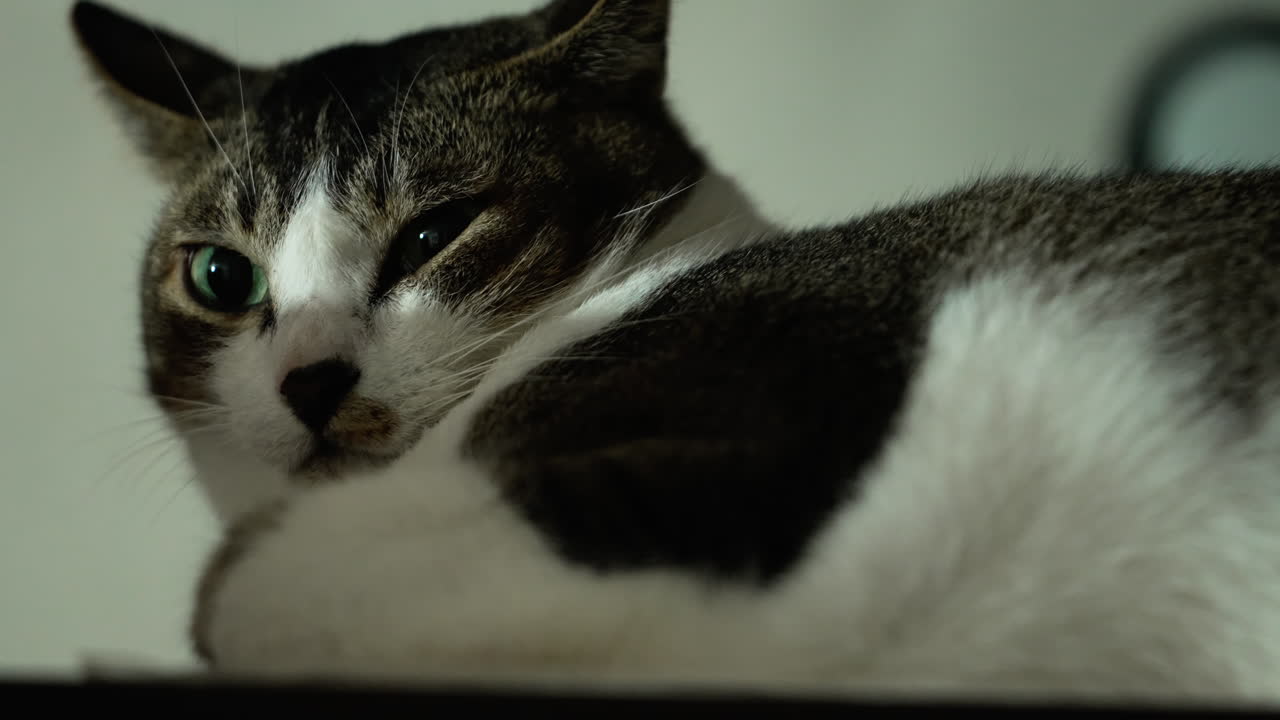 카메라를 바라보는 날카로운 눈으로 바닥에 있는 귀여운 고양이