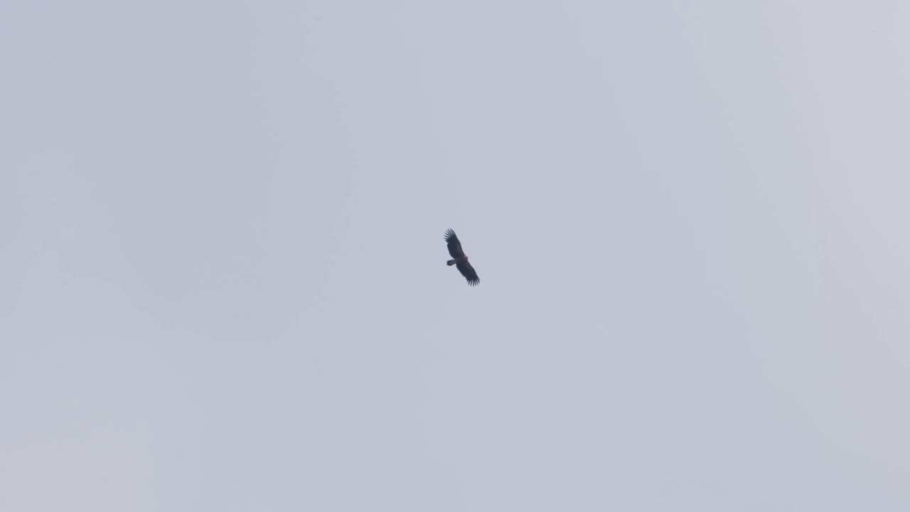 volando alto durante un día nublado y luego gira a la derecha revelando un cielo azul, buitre leonado del himalaya gyps himalayensis, tailandia