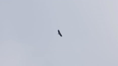 flying high during a cloudy day then turns to the right revealing some blue sky, himalayan griffon vulture gyps himalayensis, thailand