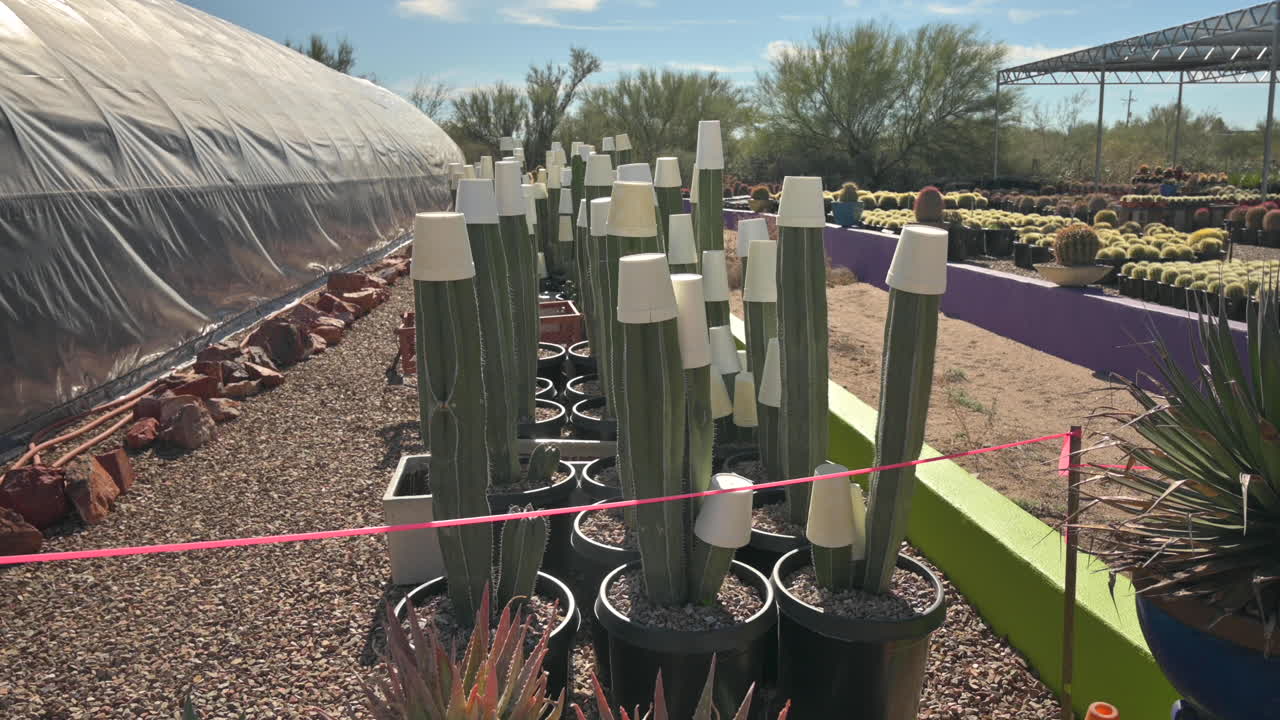 Freeze protection for cactus in Arizona nursery