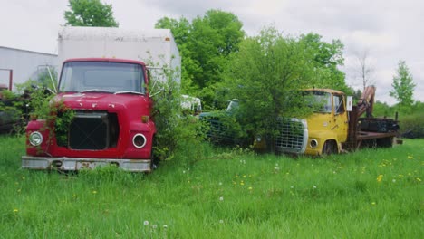 two large trucks from the 1950s rotting away with a tree growing in between them